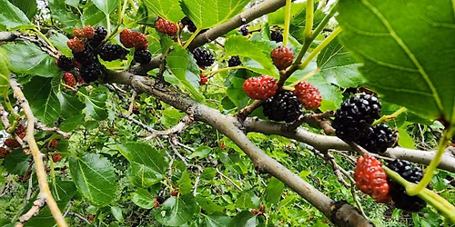 Berry foraging in Fayetteville!  