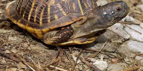 World Turtle Day