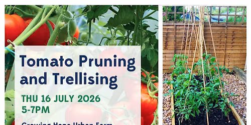 Tomato Pruning and Trellising Workshop