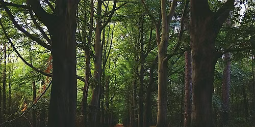 Tree Id Walk