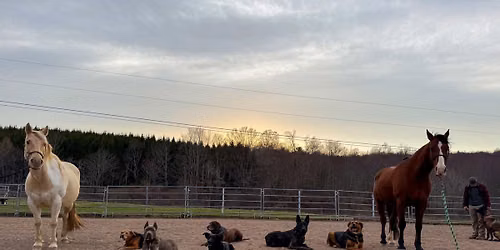 Advance 1.0 Off Leash Group Class