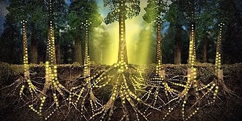 Earth Intelligence: A Reishi Tea Ceremony Exploring Fascia and Fungi