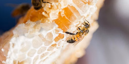 Honey Bees