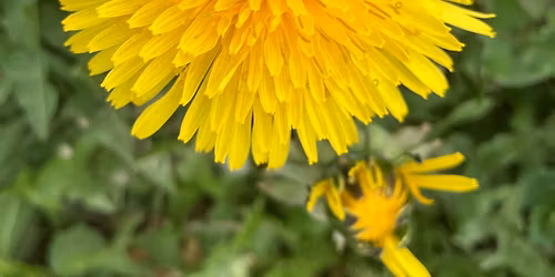Save the dandelions! Let\u2019s make kombucha! 