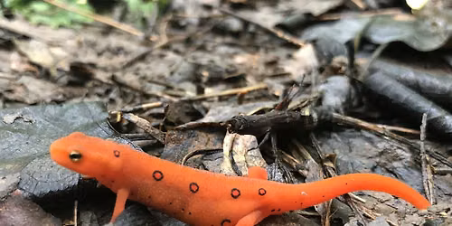 Fernbrook Preserve Fall Bioblitz