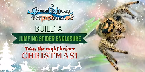 Build a Jumping Spider Enclosure: 'Twas The Night Before Christmas!