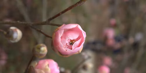 Morning Homeschool Session: Bugging Out (Science in the garden)