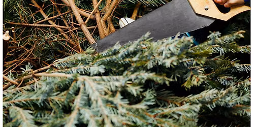 Charlie Brown Christmas Tree Sand Pine Removal