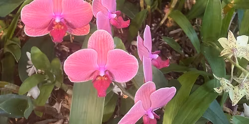 Garden Gurus at the Maricopa Library