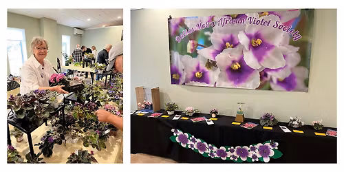 Metro African Violet Fall Sale 2026