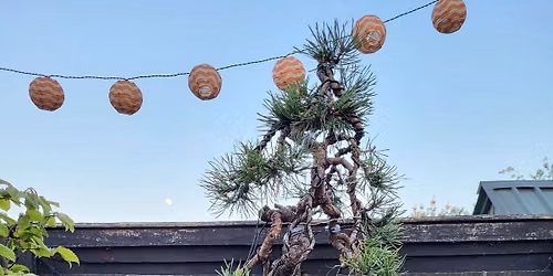 Pines workshop