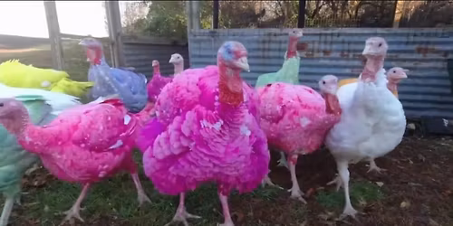 MR. Pink LIVE on Thanksgiving Eve!!
