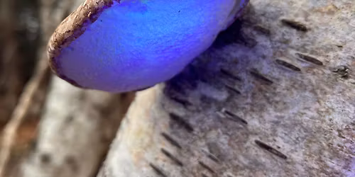 Biofluorescence in Nature - Night Guided Walk at RSPB Arne