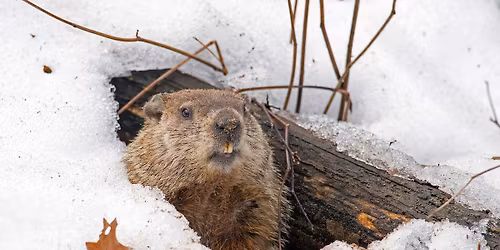 Hibernation PJ Party
