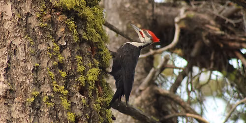 Guided Nature Program \u2013 Birding \ud83d\udc26