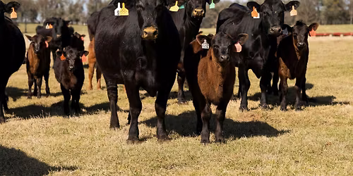 2026 NFREC Beef and Forage Field day