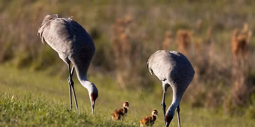 06-18-2026 Attract Wildlife to Your Florida-Friendly Yard