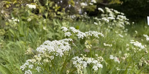 Gloucester Wild Food Foraging Walk\/Course
