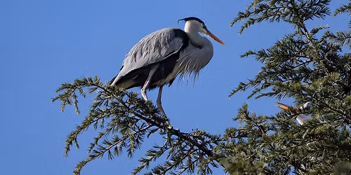 PASSEGGIATA IN NATURA: VISITA GUIDATA ALLA SCOPERTA DELLE GARZAIE DI PARCO FORLANINI.