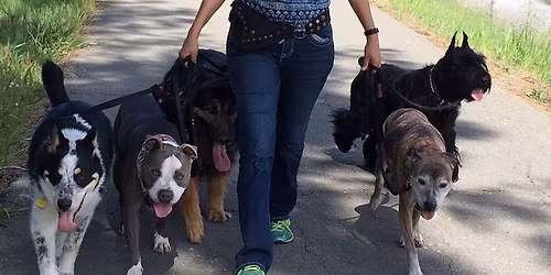 2026 Dog Language and Training Retreat