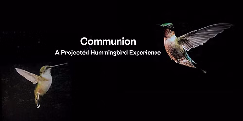 Communion: A Projected Hummingbird Experience