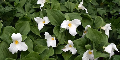 CPAWS-OV Wilderness Walks - May in Gatineau Park \/ Randonn\u00e9es nature avec la SNAP-VO