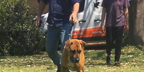 BUNBURY Animal Ark Snake Avoidance Training for Dogs