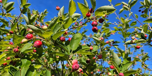 Tentative Juneberry Foraging