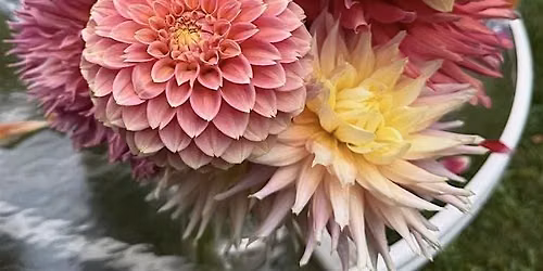 The Wappinger Dahlia Flower Show