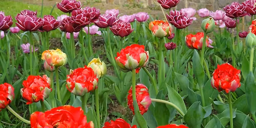 Tulpen en narcissen festival 22 maart- 22 april 2026