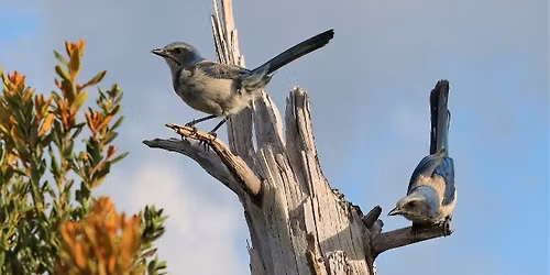 Breaking New Ground with Florida Scrub-Jays by Karl Miller