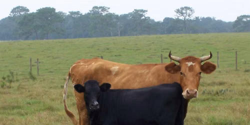 2026 Florida Cracker Cattle Association Annual Gathering