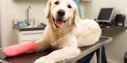 Emergency Field First Aid for Dogs with Melody Ward, DVM