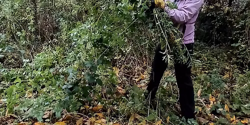 Monthly Volunteer Morning (last one of the year)