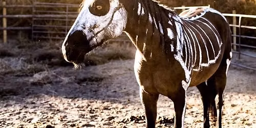 HALF TERM HALLOWEEN OWN A PONY DAY