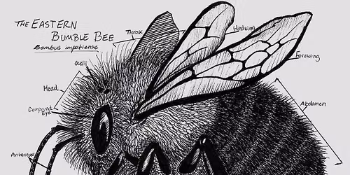 Scientific Illustration Workshop for Middle and High Schoolers