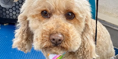 Dec Appointments available 