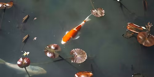 From Chaos to Clarity: A Return to Stillness