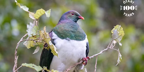 The prolific birdlife of \u014ctari-Wilton\u2019s Bush