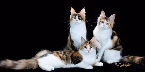 Cat Show in Ventura: Lucky Penny Cat Club