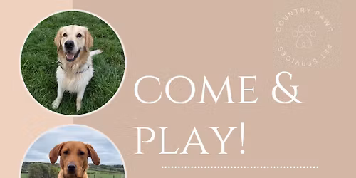 Retriever & Labrador Meet Up - Somerton Dog Walking Field *tickets required*