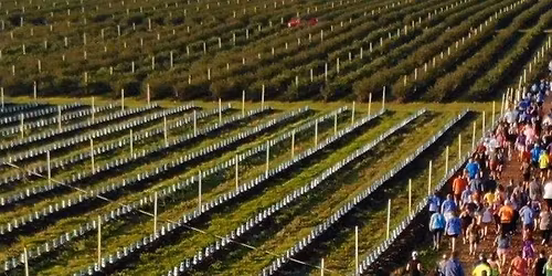 U Run U Pick Blueberry 5K