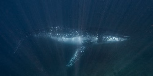 Swim with Whales, Jervis Bay 