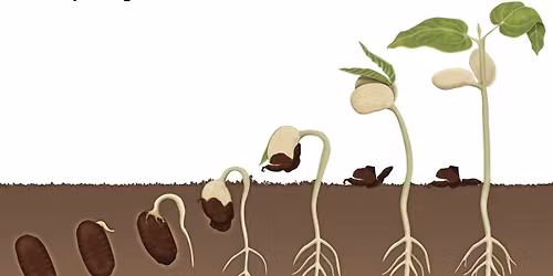 Really REALLY Free Market, Seed Swap and Skill Share