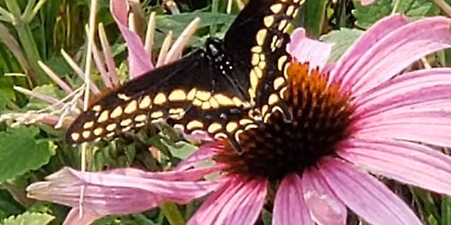 Butterflies and a garden