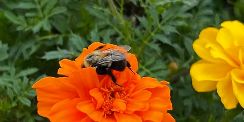 Annual Plant Sale