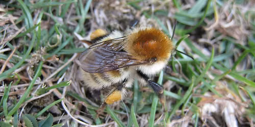 Bumblebee Identification in the South East: intermediate level
