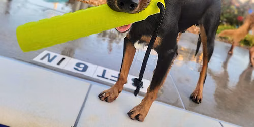 Pool Paws Dog Swim