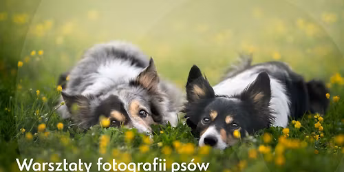 Warsztaty Fotografii Ps\u00f3w z Iz\u0105 \u0141yso\u0144 - Stajnia Podolin 5-7.06.2026r