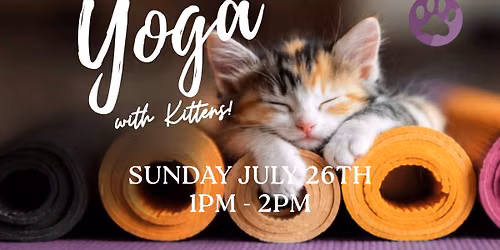 Yoga with Kittens!